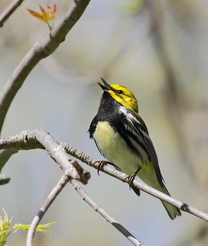 Black-throated Green Warbler