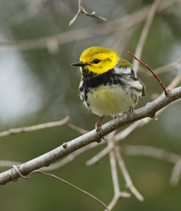 Black-throated Green Warbler