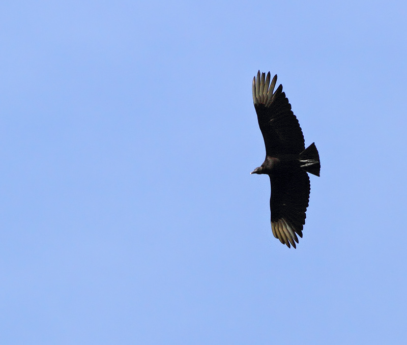 Black Vulture