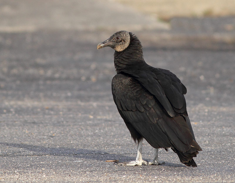 Black Vulture