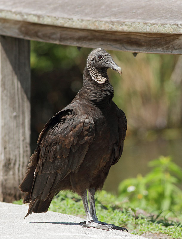 Black Vulture