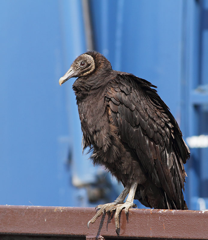 Black Vulture