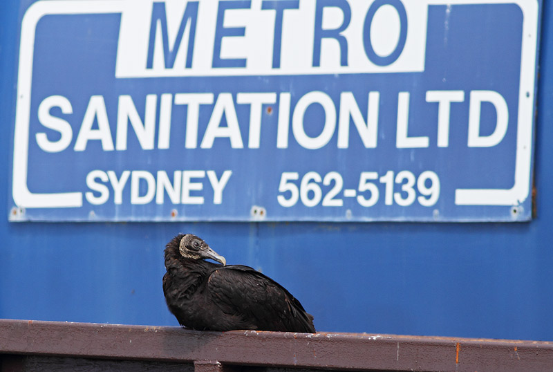 Black Vulture