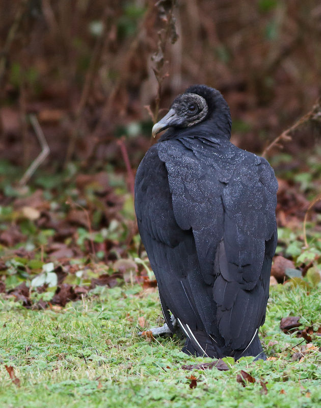 Black Vulture