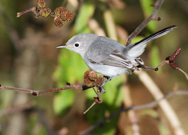 Blue-gray Gnatcatcher
