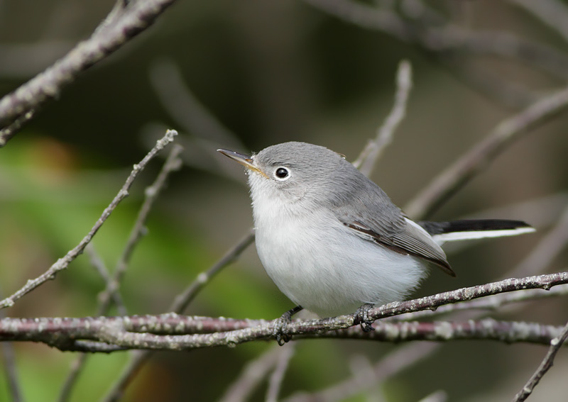 Blue-gray Gnatcatcher