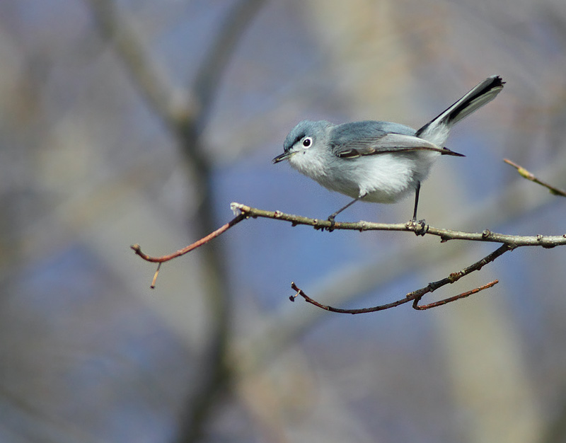 Blue-gray Gnatcatcher