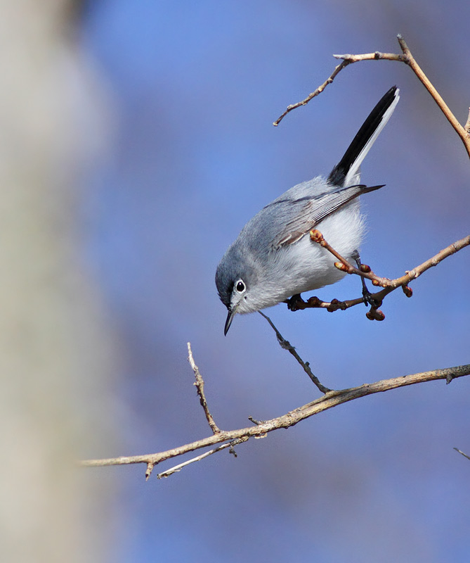 Blue-gray Gnatcatcher