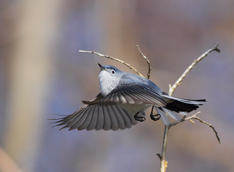 Blue-gray Gnatcatcher
