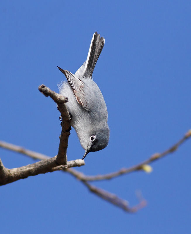Blue-gray Gnatcatcher