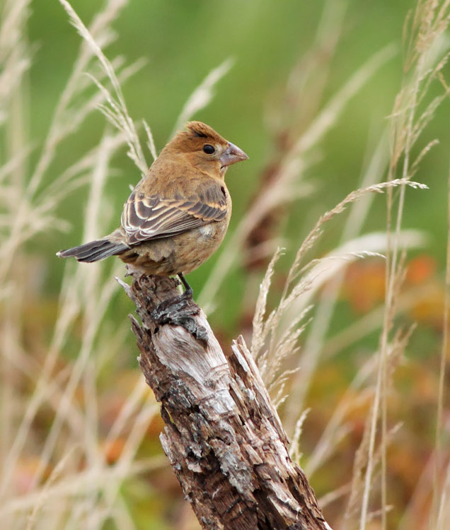 Blue Grosbeak