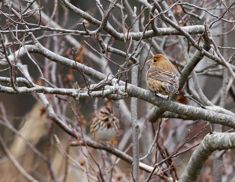 Blue Grosbeak