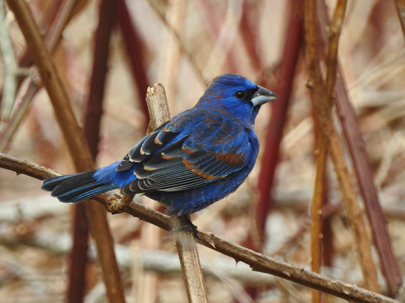 Blue Grosbeak