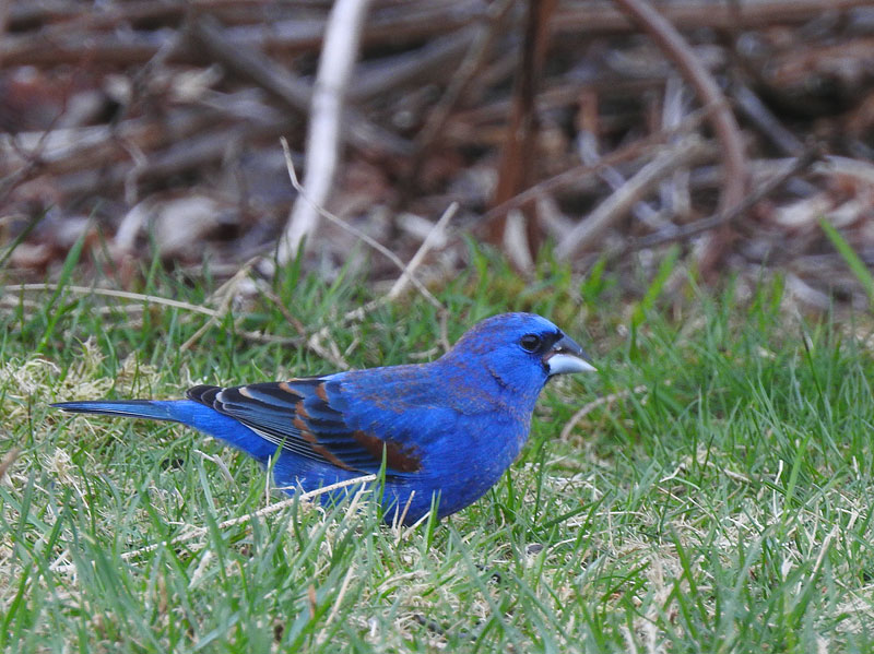 Blue Grosbeak