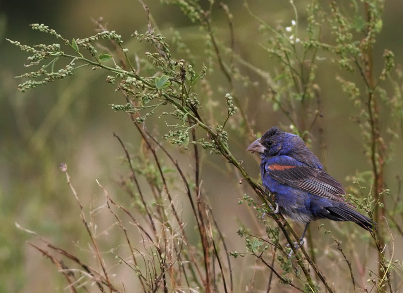 Blue Grosbeak