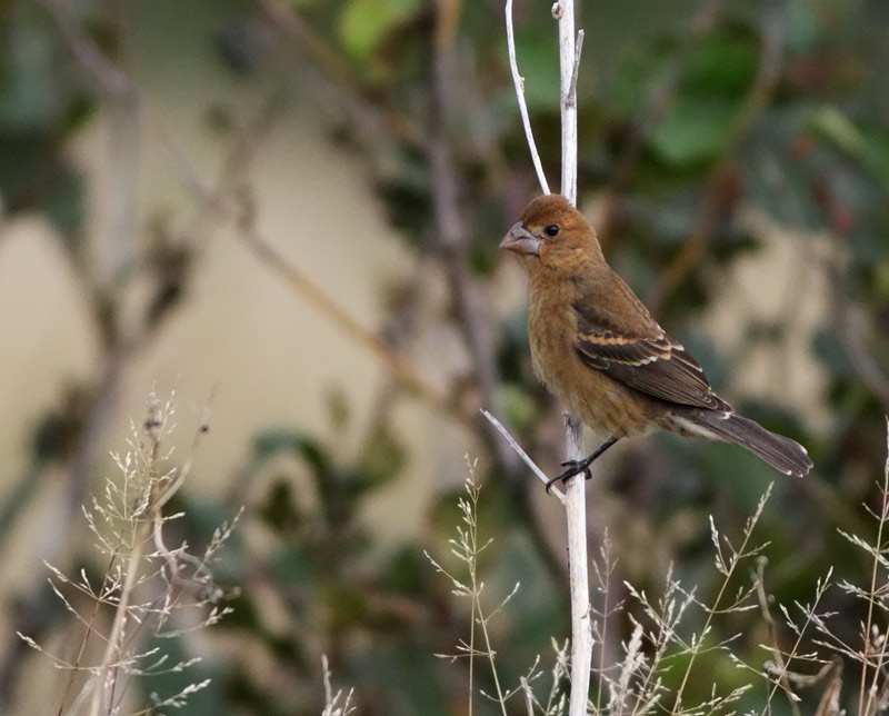 Blue Grosbeak
