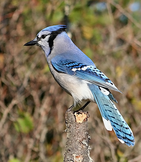 Blue Jay