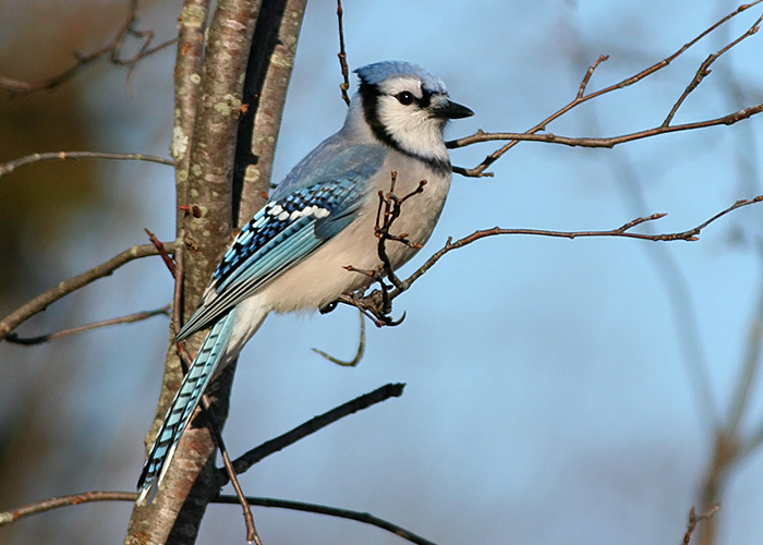 Blue Jay