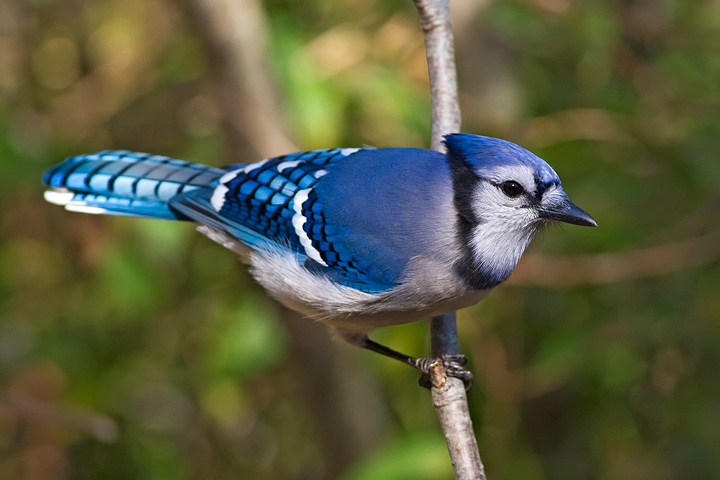 Blue Jay