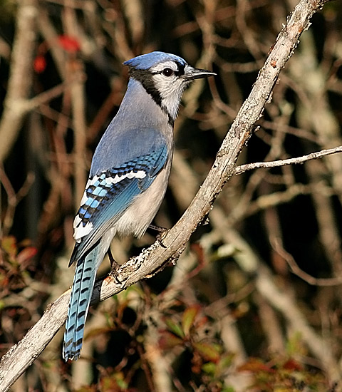 Blue Jay