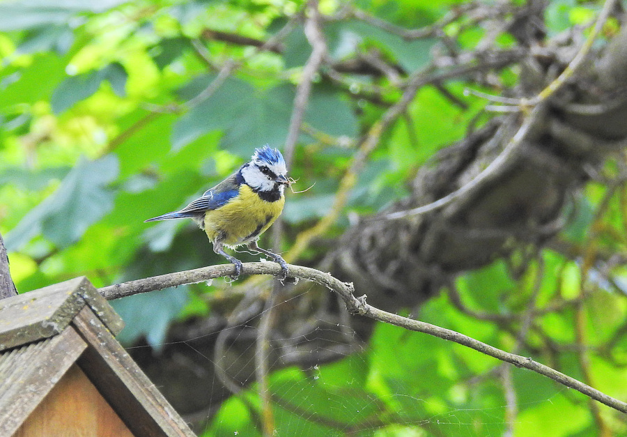 Blue Tit