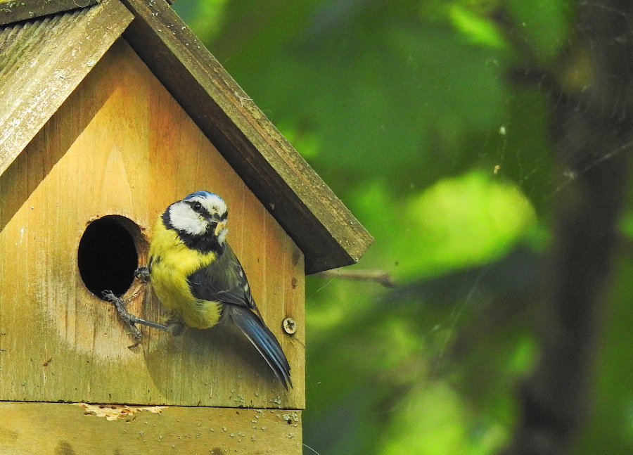 Blue Tit
