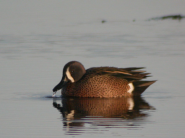 Blue-winged Teal