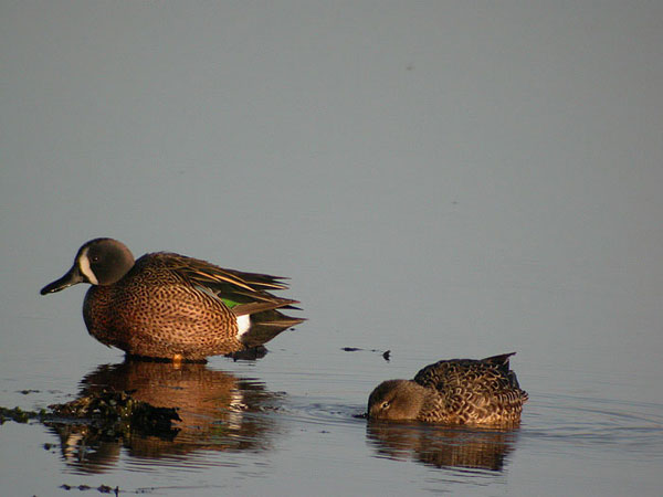 Blue-winged Teal