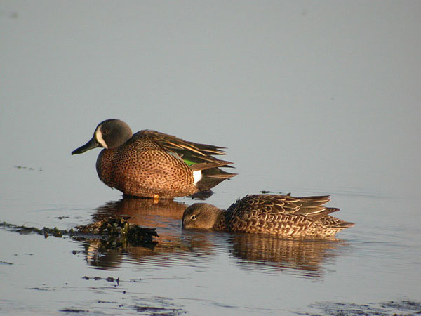 Blue-winged Teal