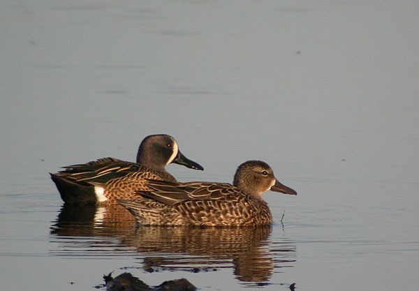 Blue-winged Teal