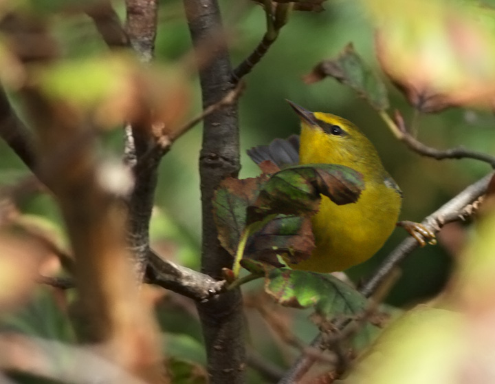 Blue-winged Warbler