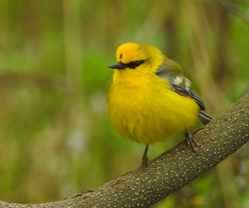 Blue-winged Warbler