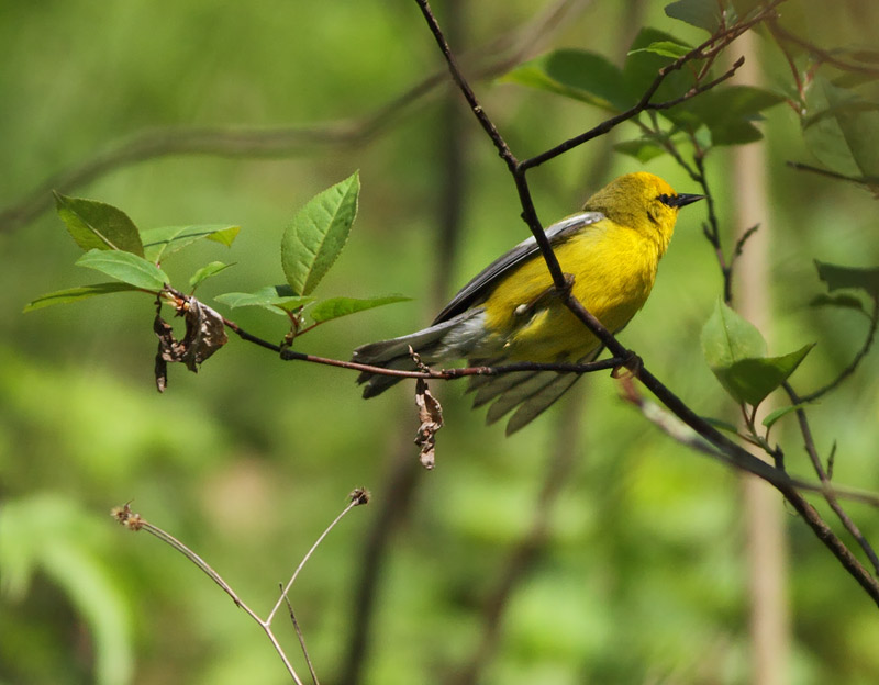 Blue-winged Warbler