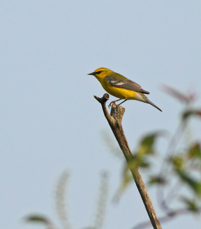 Blue-winged Warbler