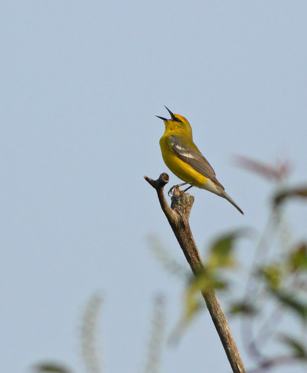 Blue-winged Warbler