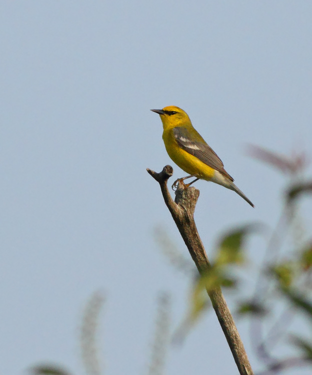 Blue-winged Warbler