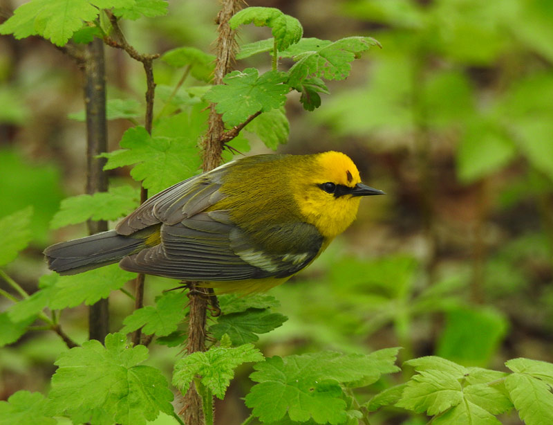 Blue-winged Warbler