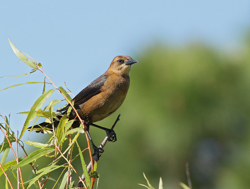 Boat-tailed Grackle