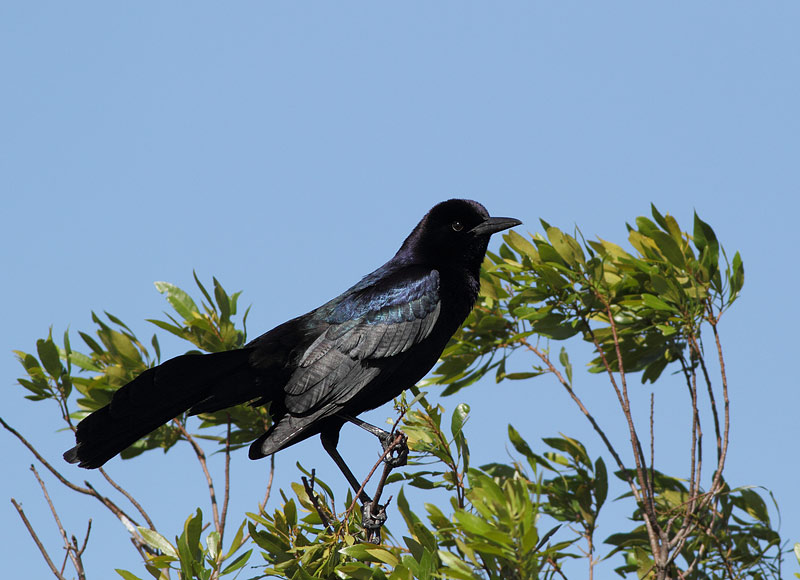 Boat-tailed Grackle