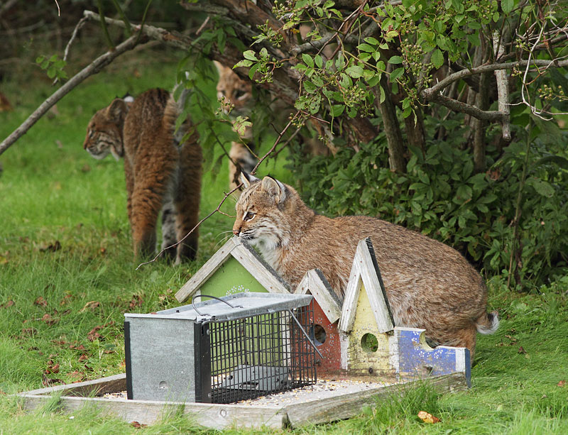 Bobcat