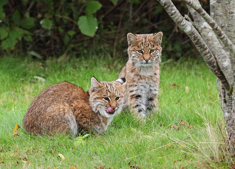 Bobcat