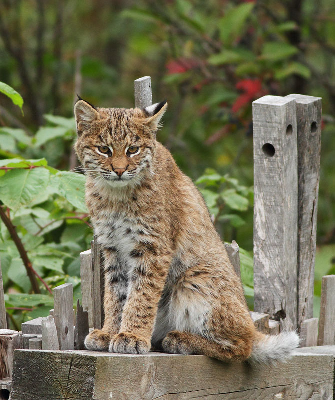Bobcat