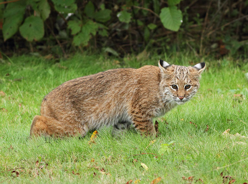 Bobcat