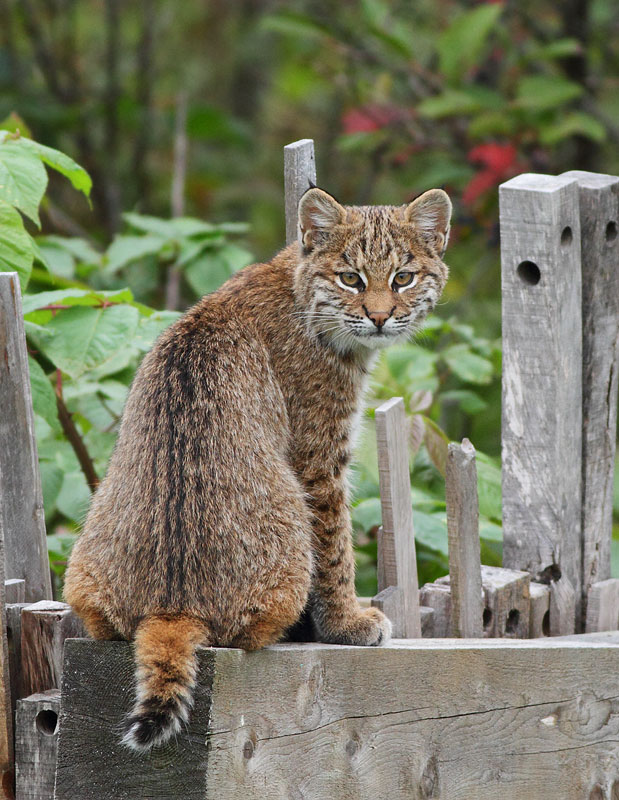 Bobcat