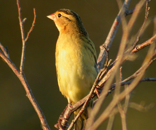 Bobolink
