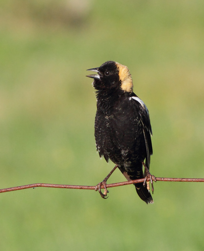 Bobolink