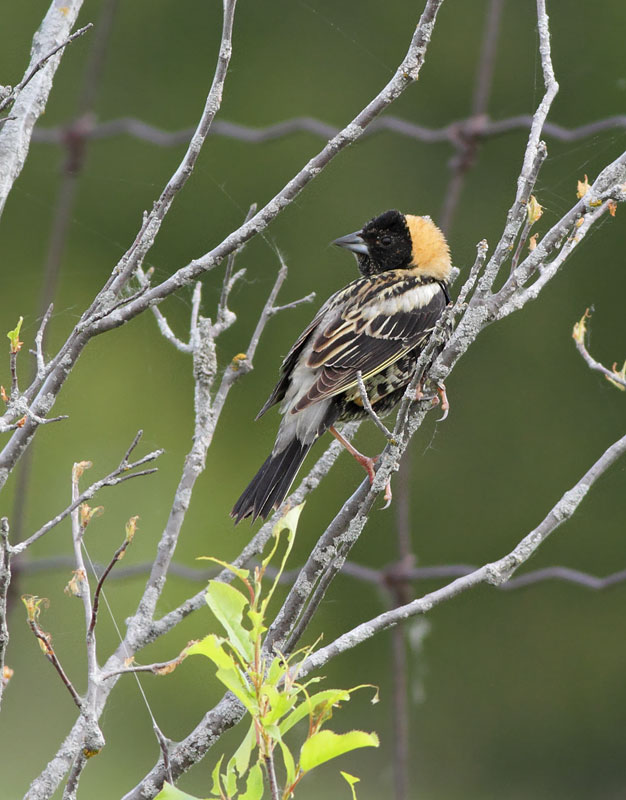 Bobolink