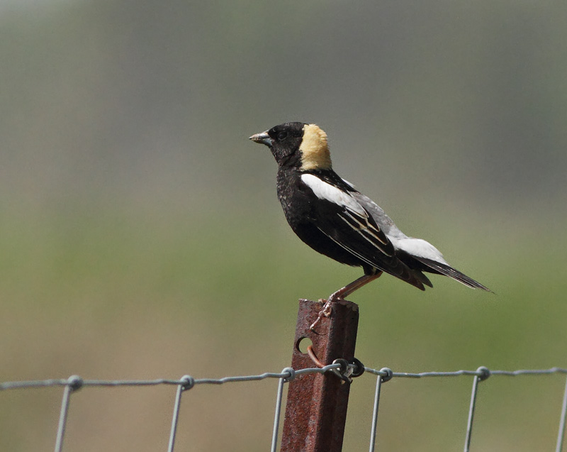 Bobolink