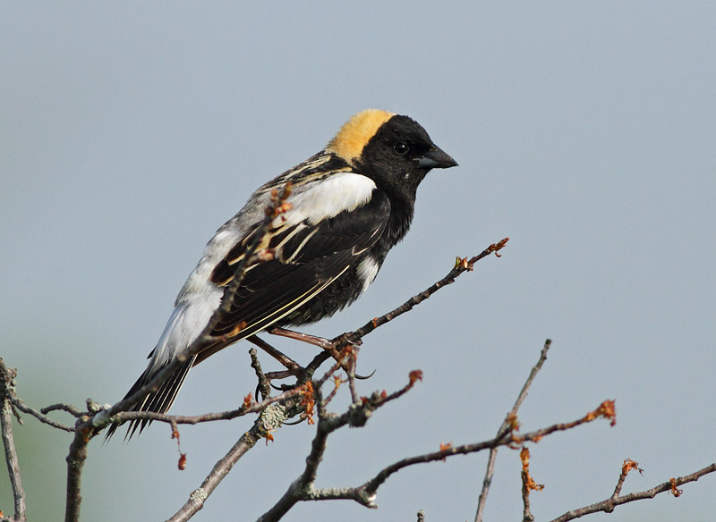 Bobolink