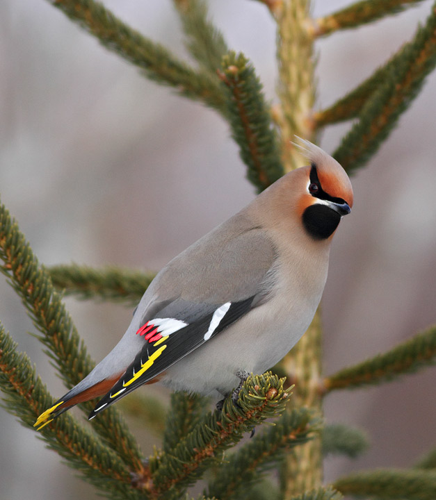 Bohemian Waxwing